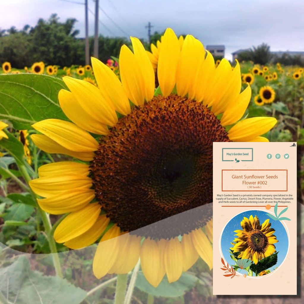 Giant Sunflowers, Seeds Sunspot Giant | Shopee Philippines