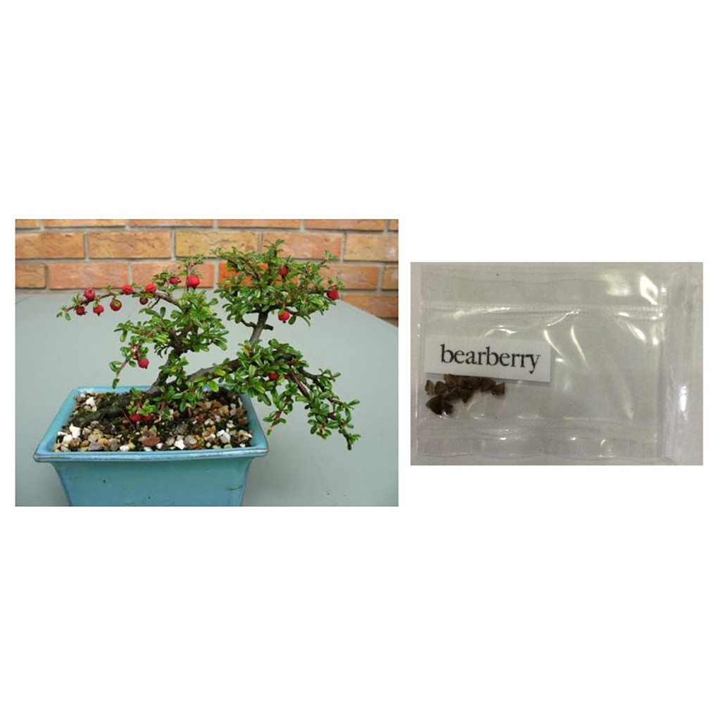 bearberry fruit bonsai tree seeds Shopee Philippines