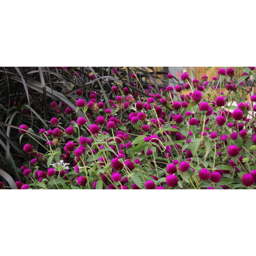 Pink Globe Amaranth Seeds Y011 - 5 seeds of High germination Flower Plant seeds P2G