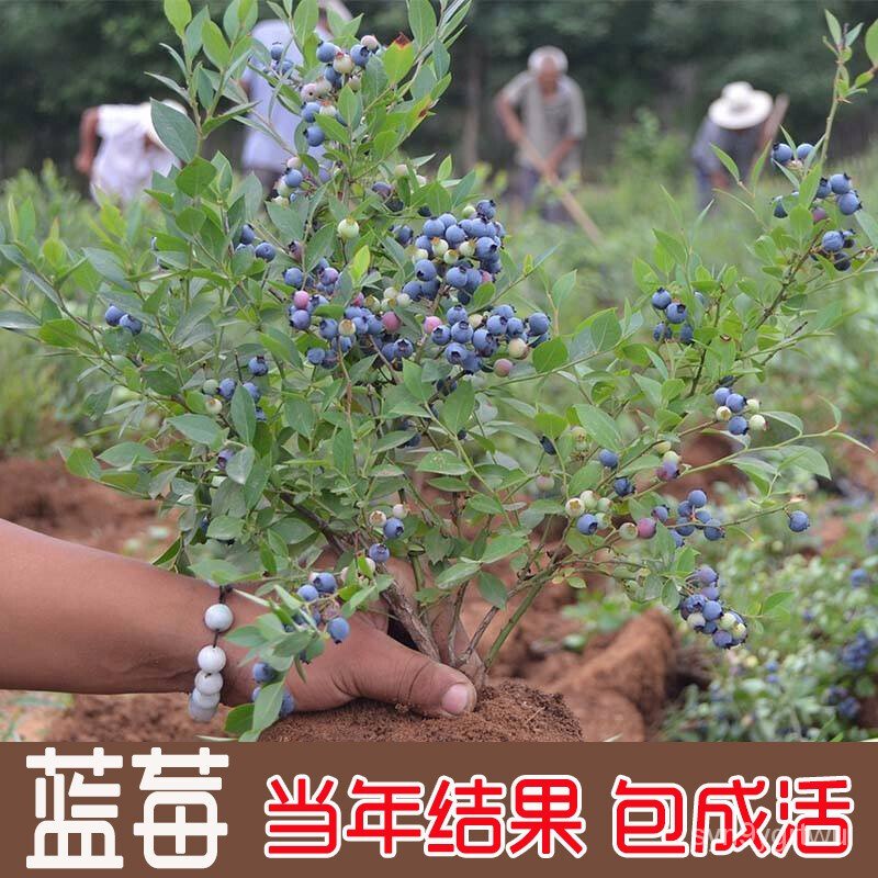 Delivery with Flower Bag Blueberry Seedlings Pot Field Cultivation Fruit Seedlings Blueberry Seedlin