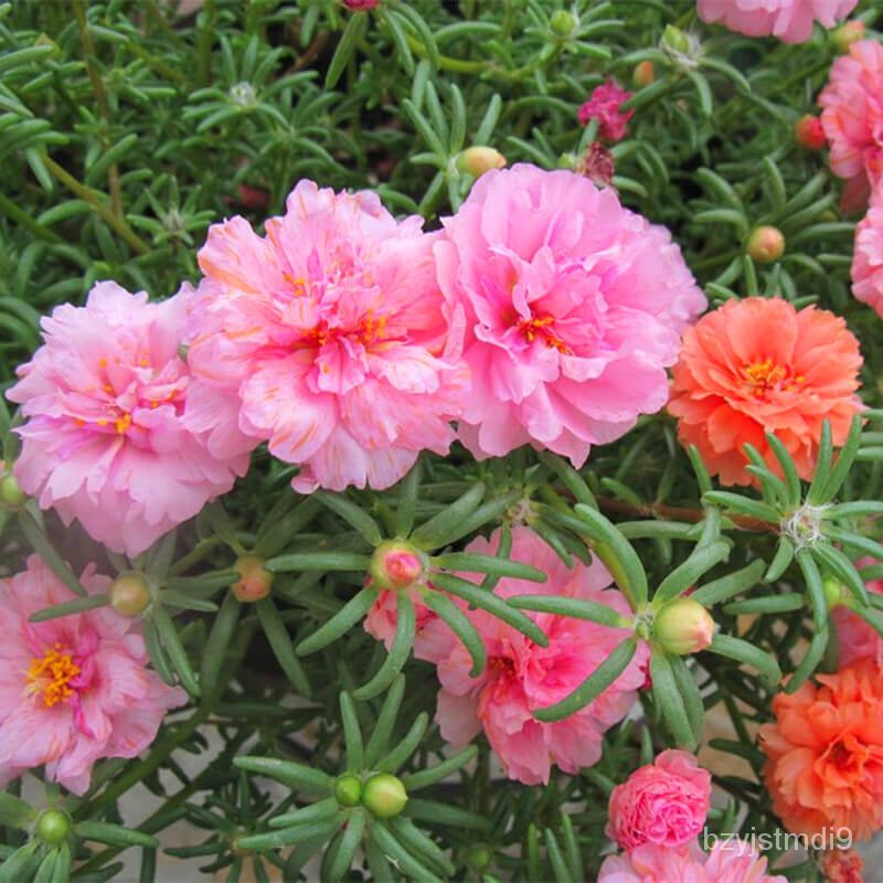 Philippines Ready Stock 1000pcs/bag Portulaca Seeds Beautiful Double ...