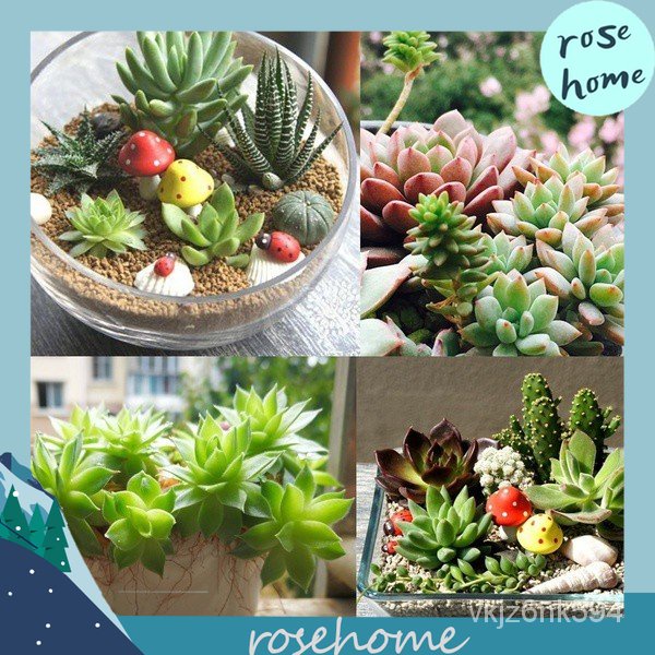 flower seeds/100Pieces/Package Mixed Stone Fake Hypericum Seeds Rare