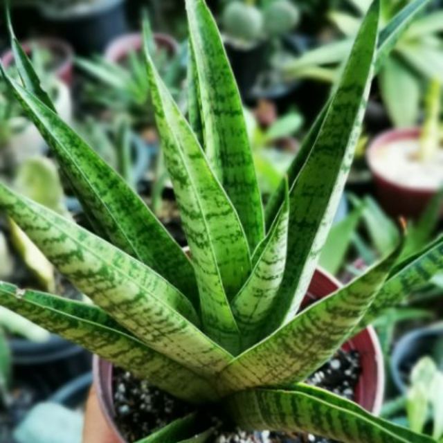 Sansevieria Gabriela Shopee Philippines