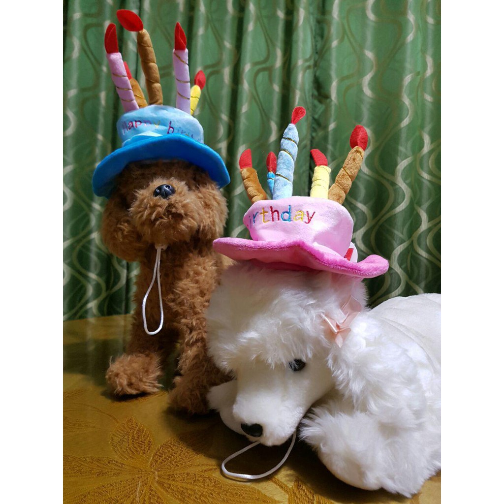 small dog birthday hat