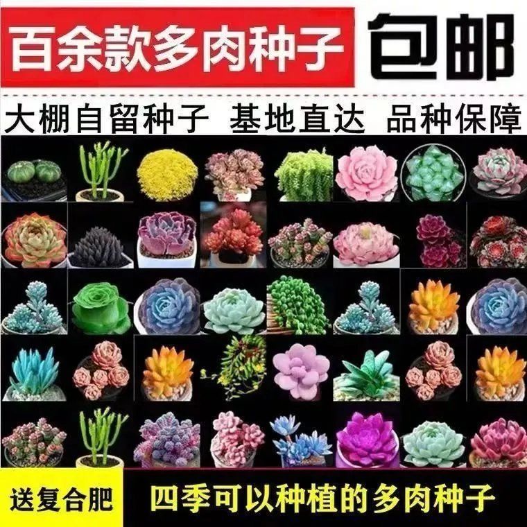 Four Seasons Planting Succulent Seeds Rare Succulent Seed Balcony