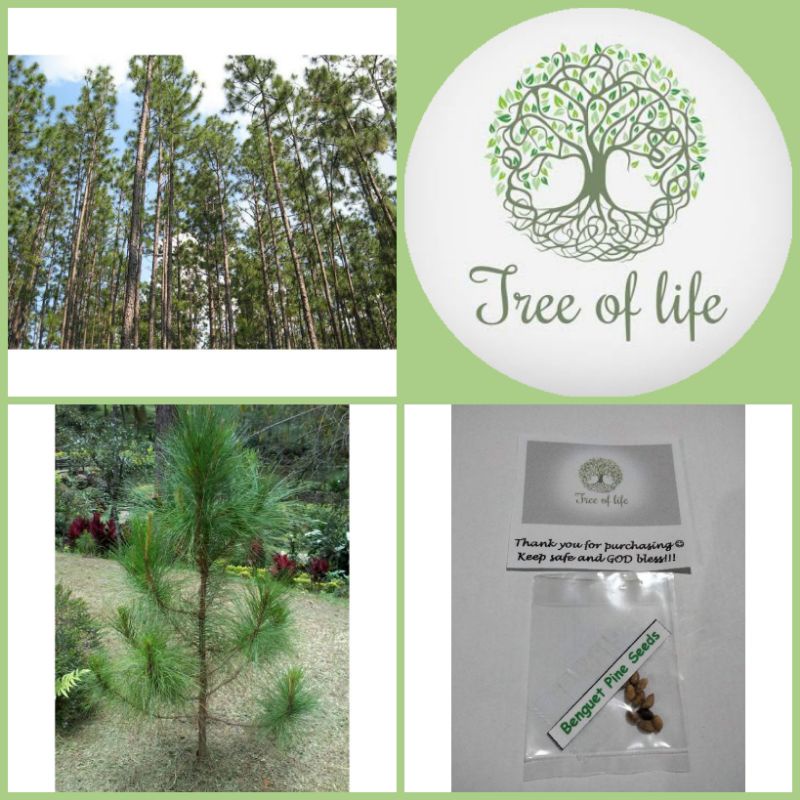 Benguet Pine Tree Seeds ( 10 Seeds) | Shopee Philippines