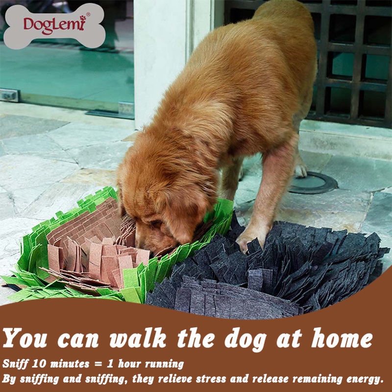 trained companion dogs for sale