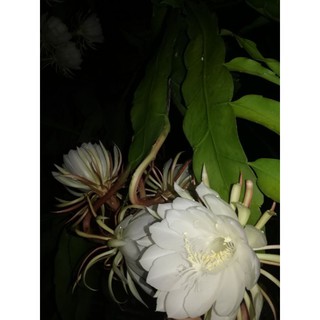 Queen of the Night Plant/Kadupul Flower | Shopee Philippines