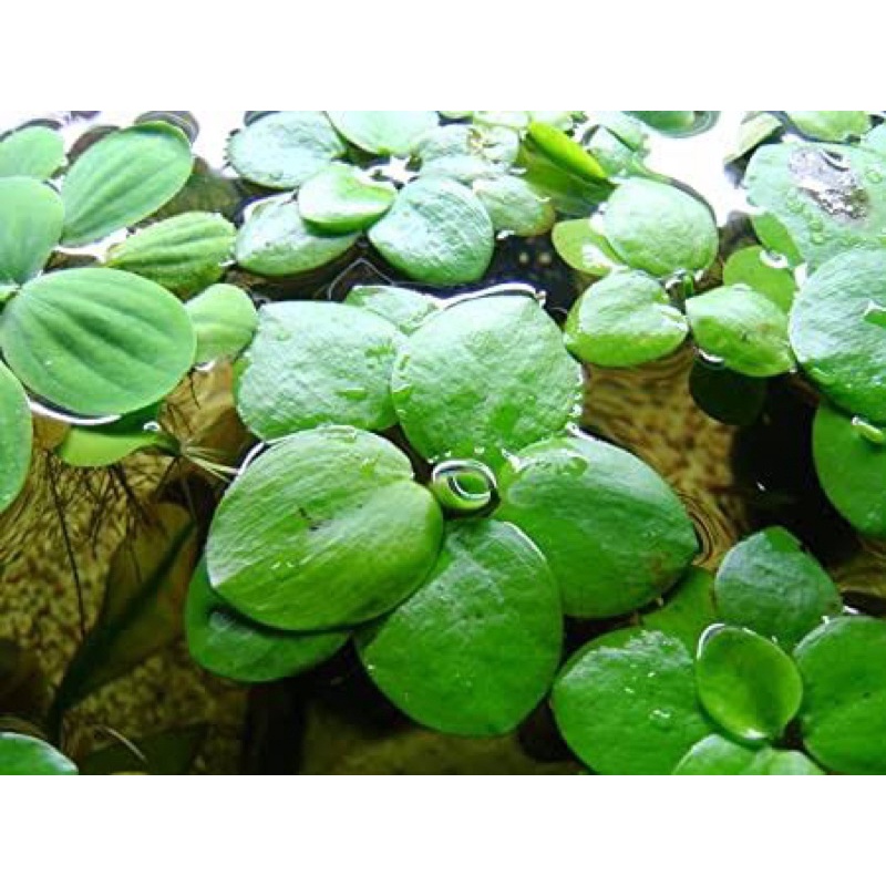 Amazon Frogbits Floating Plants (4 pcs) | Shopee Philippines