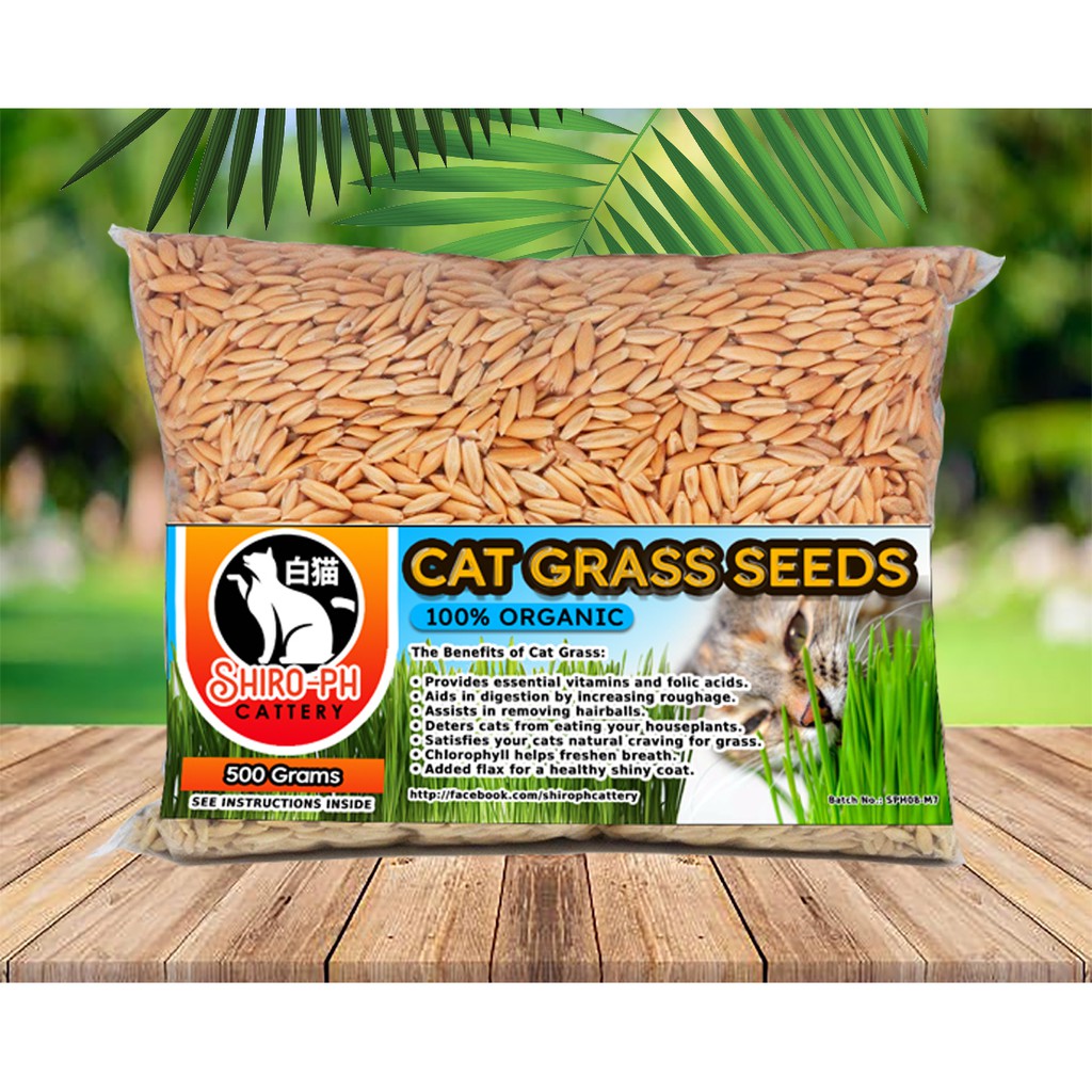 Certified Organic Cat Grass Seed Mix 12 Oz NonGMO Grass Seeds For