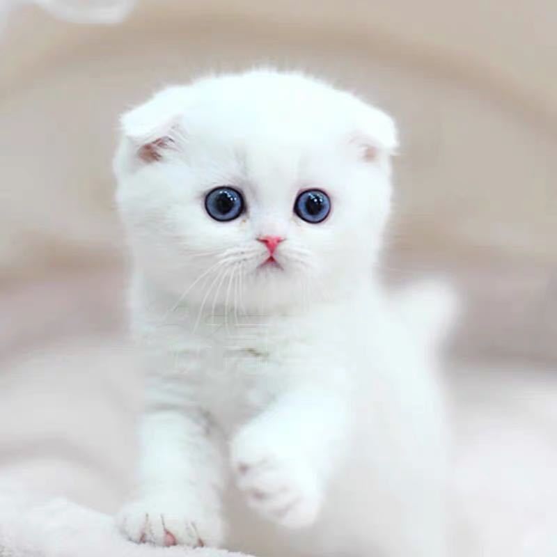 Paid For Less Than Orange Tabby Cat Living Adoption Pastoral Cat Kitty Pet Cat Baby Living Living Do Shopee Philippines