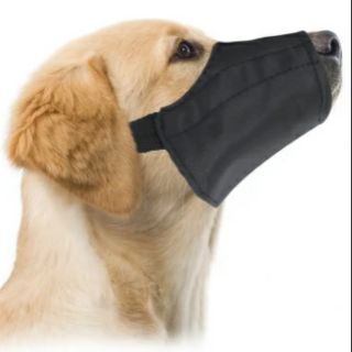 best small dogs for cold weather