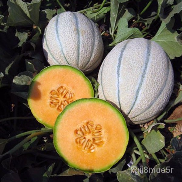 Spot 100 plump seedsTuscan Gourmet Melon Seeds Tuscan Cantaloupe