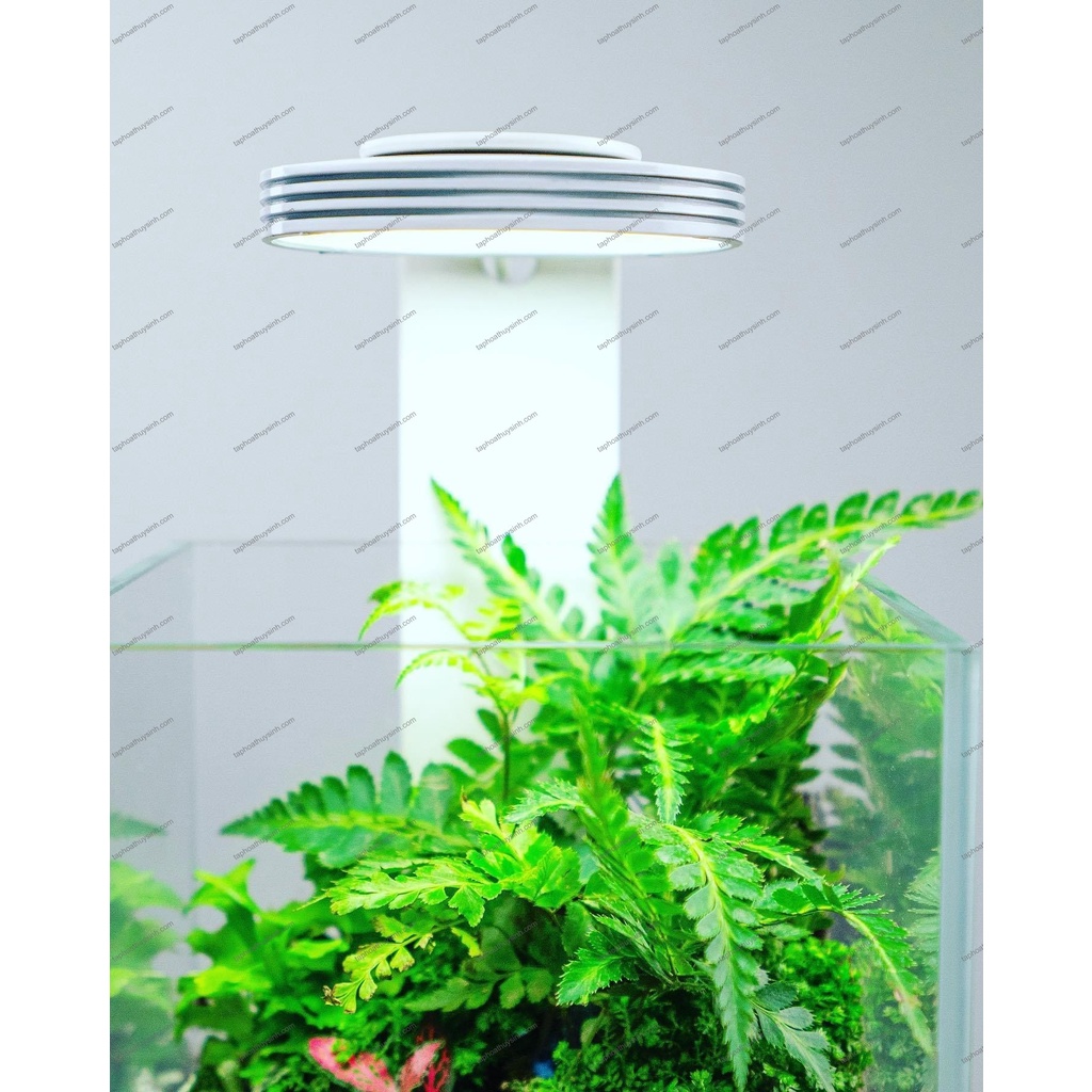 Chihiros Magnetic Lamp + Wabi Kusa Stand Light Set For mini Aquarium And Semi-Dry Tank #8