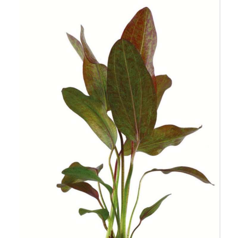 Echinodorus ozelot red (1 rhizome ) aquatic plant