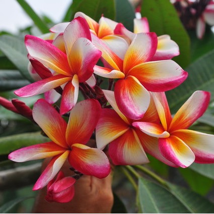 Rare 4 Colors Red-Yellow-White Center with Pink Edge Kalachuchi Seeds ...