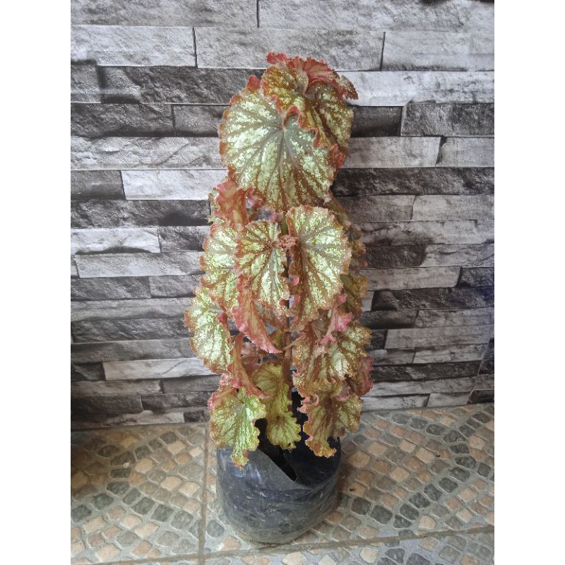 Begonia Galaxy Uncommon Variety Shopee Philippines