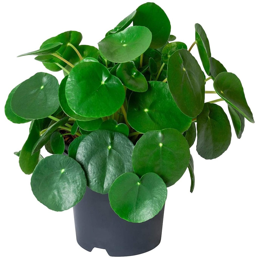100pcs seed  Pilea Peperomioides Chinese Money Plant Seeds Easy to Grow