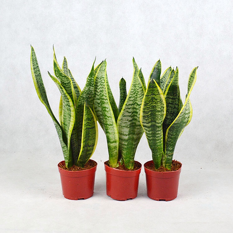 Daikin Side Sansevieria Trifasciata Prain Potted Plants Sansevieria Indoor Plants Green Plant 