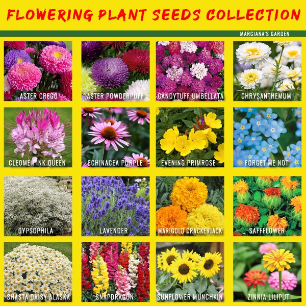 FLOWERING PLANT SEEDS COLLECTION (Lavender Marigold Cosmos Zinnia ...