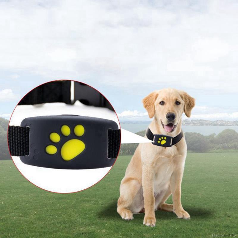 dog collar locator