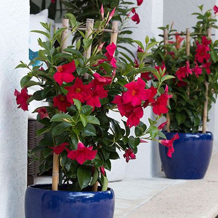 Mandevilla Vine Rocktrumpet Flower Seeds Shopee Philippines