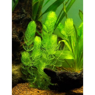 Hornwort plant (Aquatic plant/Live plant) 5pcs.(3-4 inches size) #1