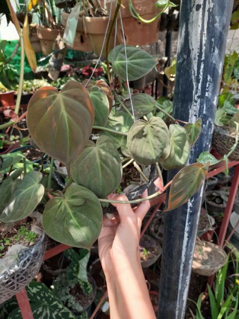 Philodendron Micans Velvet Leaf Shopee Philippines