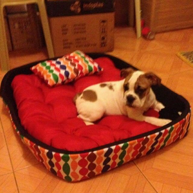 extra large pet bed