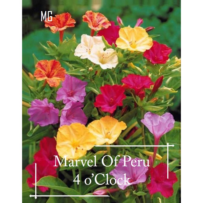 4 O Clock Flower Seeds 50 Seed 4点花 Pot Friendly Marvel Of Peru Mango Garden Shopee Philippines