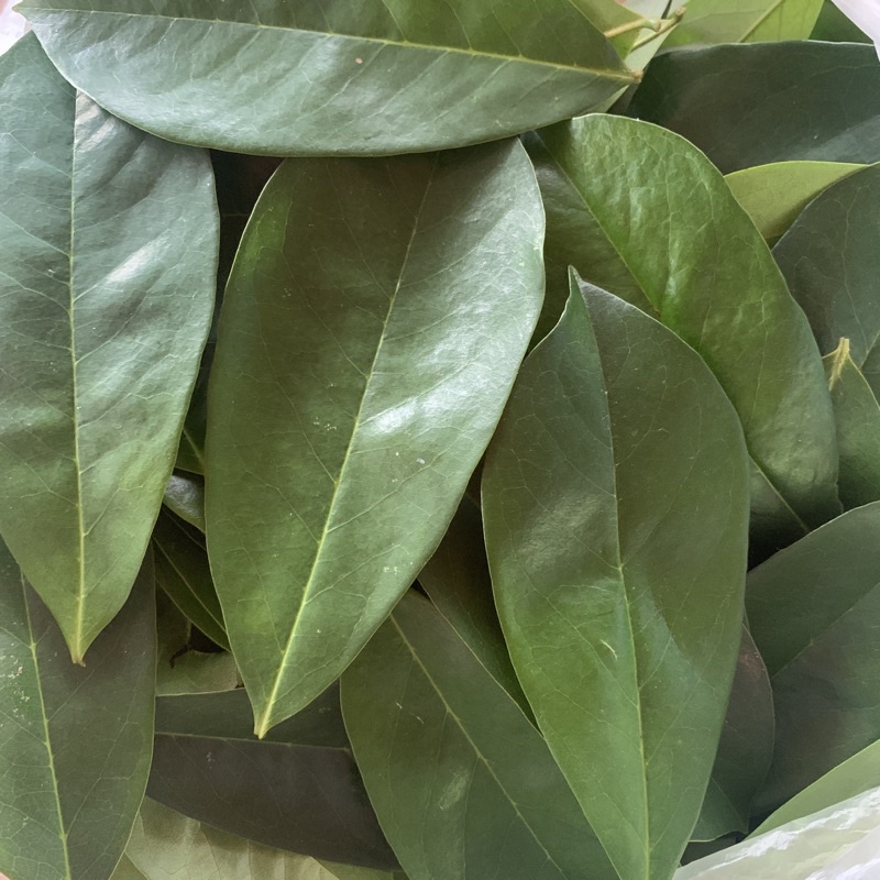 Soursop Leaves Dahon Ng Guyabano 50 Pcs Shopee Philippines