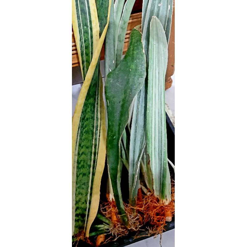 Snake plant uprooted 5 pcs Shopee Philippines