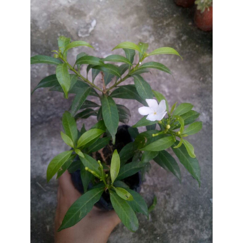 pandakaki plant