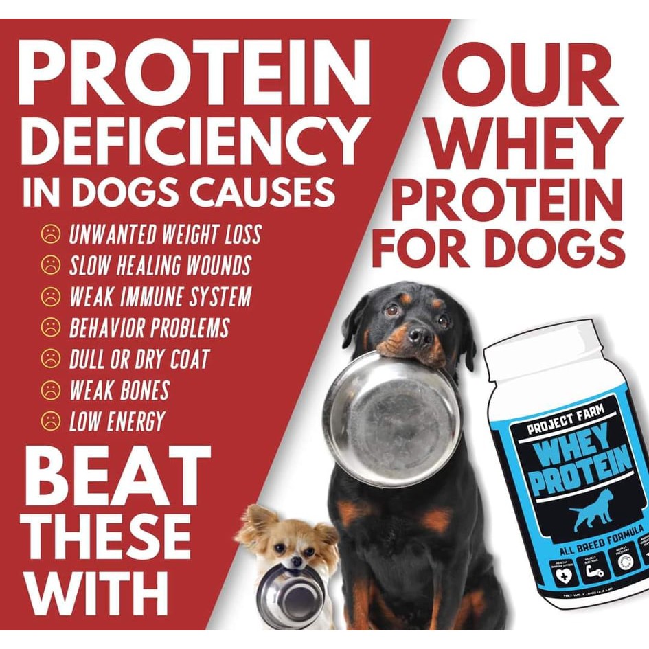 Can Dogs Have Whey