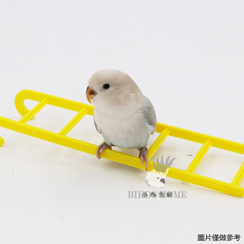 [Love And Light] Small Pet Bird Parrot Plastic Toy Mirror Climbing Ladder Bathtub Platform Ring Foot Catching Educational #2