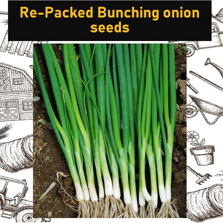 FI Hybrid Bunching Onion seeds - 50-80 seeds Sibuyas dahon repack ...