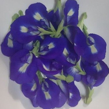 Blue Ternate Or Butterfly Pea Seeds Shopee Philippines