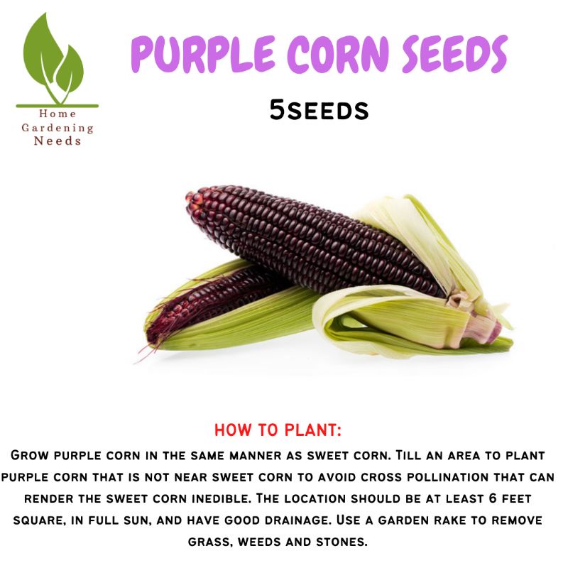 PURPLE CORN SEEDS - 5pcs (Kaneko Brand) | Shopee Philippines