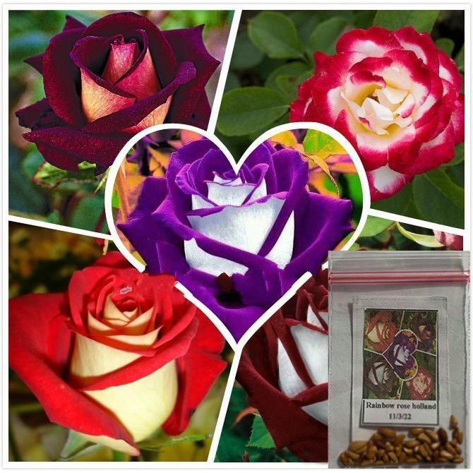 Plants, Seeds & Bulbs Perennial Seeds Rainbow Rose Seeds Colorful Rose Seeds Rare Holland