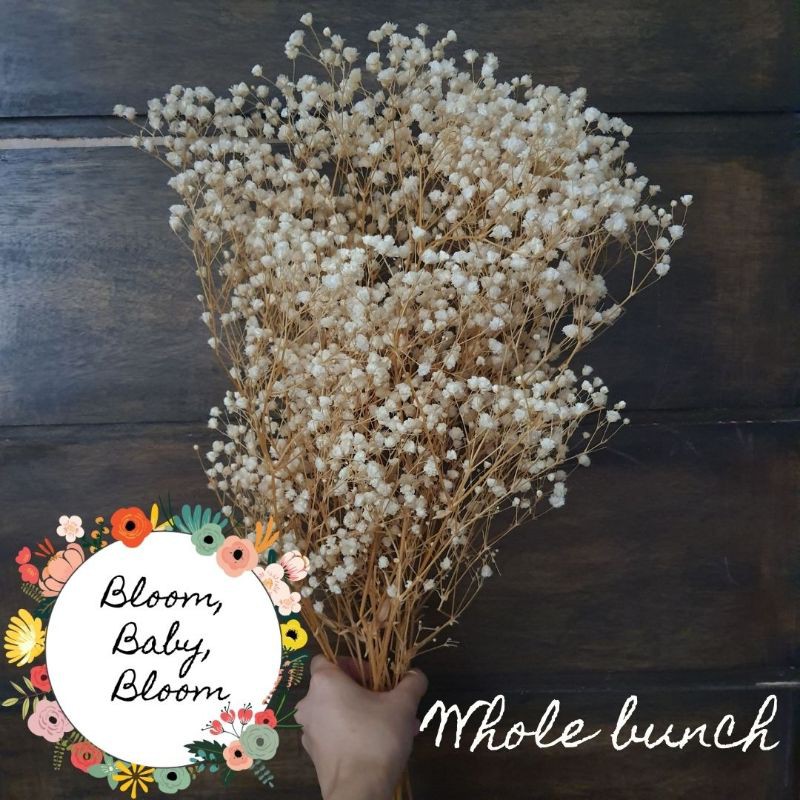 Dried Flowers Big bundle of Gypsophila /Baby's Breath Shopee