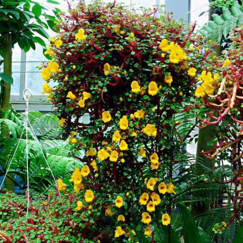 Yellow Canary (Impatiens) | Shopee Philippines