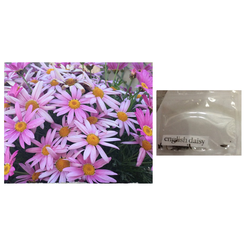 Fatal Attraction Daisy Flower Seeds Shopee Philippines