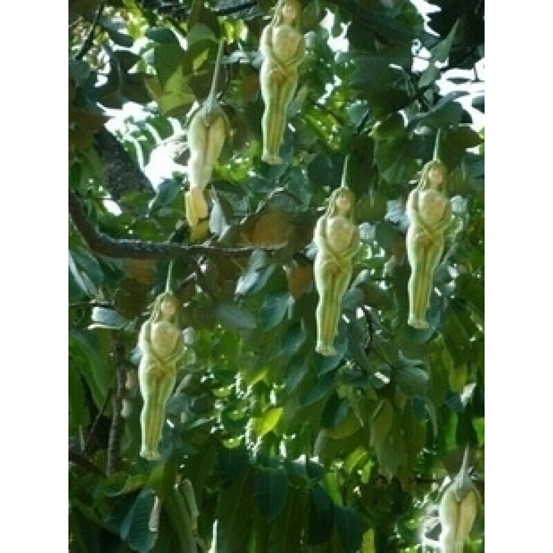 Life Fruit Sapling Potted South North Planting Grafted Fruit Tree