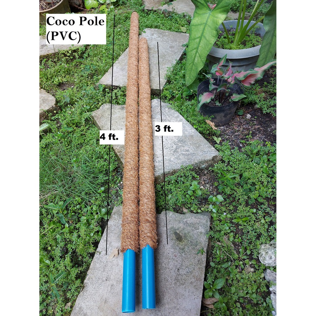 3ft/4ft Coco Pole PVC/Plant Support/Plant Pole Shopee Philippines