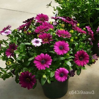 New product discount Philippines Ready Stock 100 PCS South African Marigold Seeds Fruit Seeds Flower #9