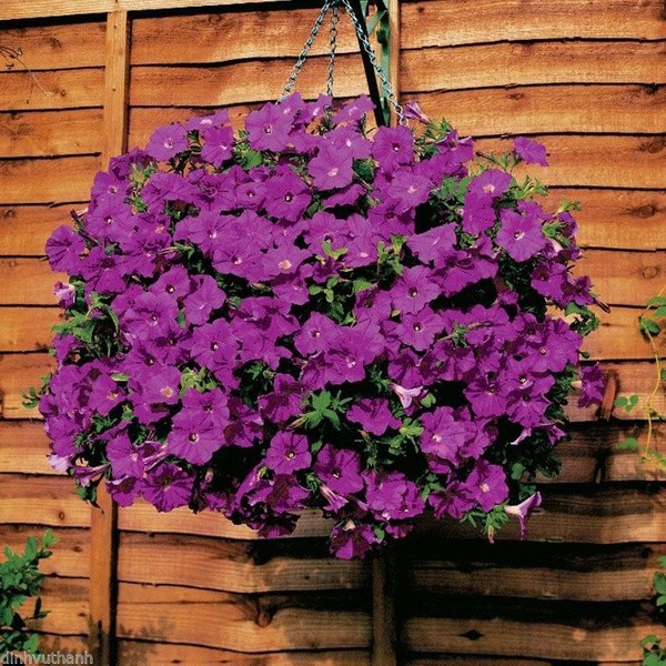 200pcs Bonsai Petunia Seeds Mixed Color Petals Double Petunia Seeds in Bonsai with Professional Pack Decoration for Home Garden Green