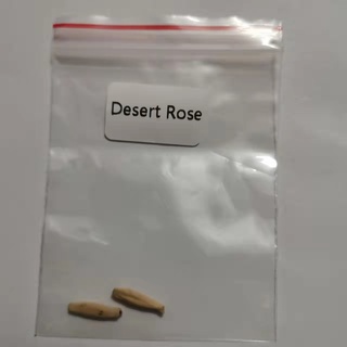 2pcs Desert Rose (Adenium obesum) Seeds #8