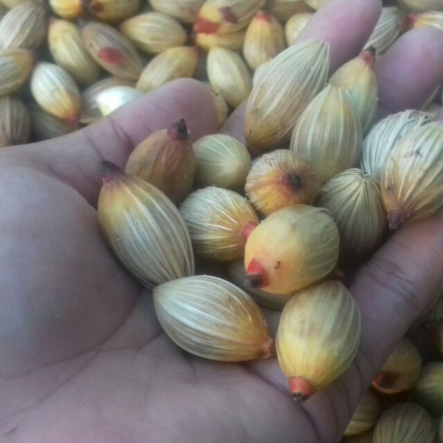 Betel nuts, 50pcs seednuts Shopee Philippines