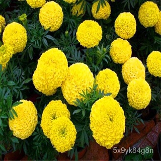 New Store Offers Philippines Ready Stock 100pcs Marigold Seeds Home Garden Flower Seeds Potted Plant #8