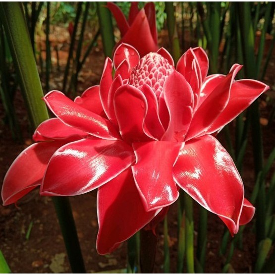 100PCS Pack Perennial Etlingera Elatior Flower Bonsai Seeds